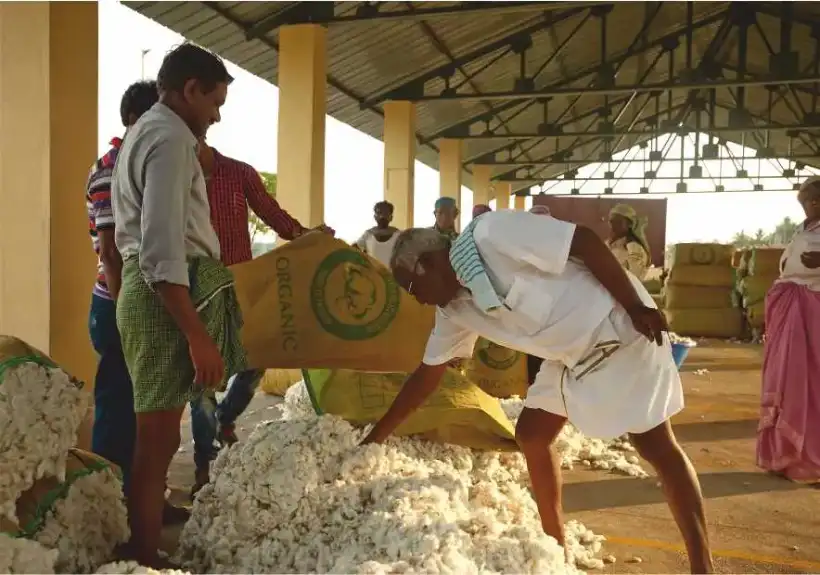 Grading cotton at the market yard
