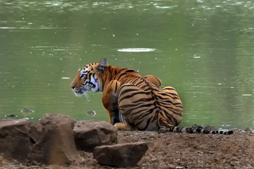 A tiger at a waterhole in the Kabini forest